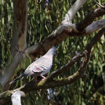 Ocyphaps lophotes (Crested Pigeon) at Majura, ACT - 22 Nov 2017 by AlisonMilton