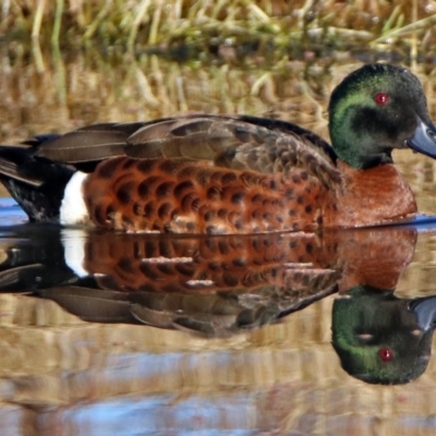 Anas castanea (Chestnut Teal) at Fyshwick, ACT - 11 Jun 2017 by RodDeb