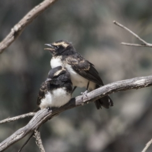 Rhipidura leucophrys at Pialligo, ACT - 21 Nov 2017 10:14 AM