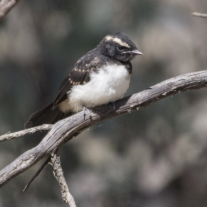 Rhipidura leucophrys at Pialligo, ACT - 21 Nov 2017 10:14 AM