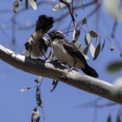 Rhipidura leucophrys at Pialligo, ACT - 21 Nov 2017