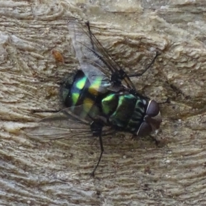 Rutilia (Chrysorutilia) sp. (genus & subgenus) at Karabar, NSW - 1 Dec 2017