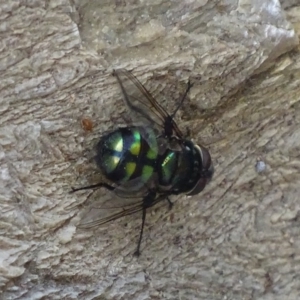 Rutilia (Chrysorutilia) sp. (genus & subgenus) at Karabar, NSW - 1 Dec 2017