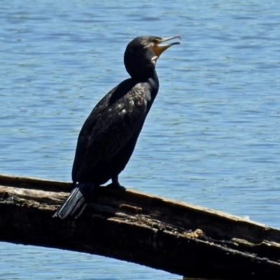 Phalacrocorax carbo (Great Cormorant) at Fyshwick, ACT - 9 Nov 2017 by RodDeb