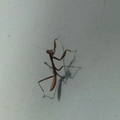 Mantodea (order) (Unidentified praying mantis) at Nanima, NSW - 8 Dec 2011 by Christine