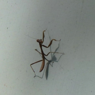 Mantodea (order) (Unidentified praying mantis) at Nanima, NSW - 9 Dec 2011 by Christine