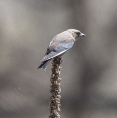 Artamus cyanopterus cyanopterus (Dusky Woodswallow) at Majura, ACT - 21 Nov 2017 by Alison Milton