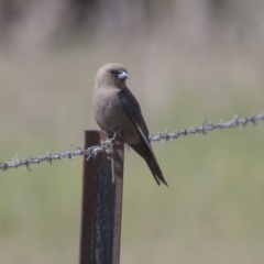 Artamus cyanopterus at Majura, ACT - 22 Nov 2017