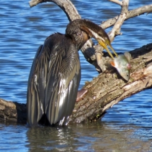 Anhinga novaehollandiae at Fyshwick, ACT - 27 Apr 2017