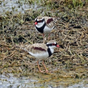 Charadrius melanops at Fyshwick, ACT - 22 Mar 2017 12:10 PM