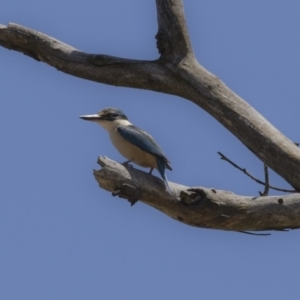 Todiramphus sanctus at Majura, ACT - 22 Nov 2017