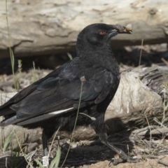 Corcorax melanorhamphos (White-winged Chough) at Pialligo, ACT - 21 Nov 2017 by AlisonMilton