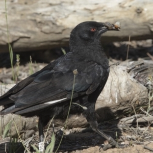 Corcorax melanorhamphos at Pialligo, ACT - 22 Nov 2017 07:04 AM