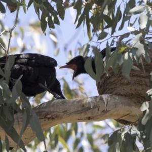 Corcorax melanorhamphos at Pialligo, ACT - 22 Nov 2017 07:04 AM