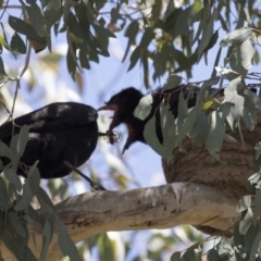 Corcorax melanorhamphos at Pialligo, ACT - 22 Nov 2017 07:04 AM