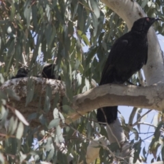 Corcorax melanorhamphos at Pialligo, ACT - 22 Nov 2017 07:04 AM