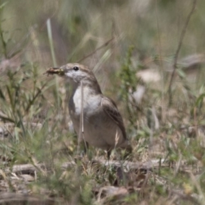 Lalage tricolor at Majura, ACT - 22 Nov 2017 09:27 AM