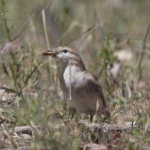 Lalage tricolor at Majura, ACT - 22 Nov 2017 09:27 AM