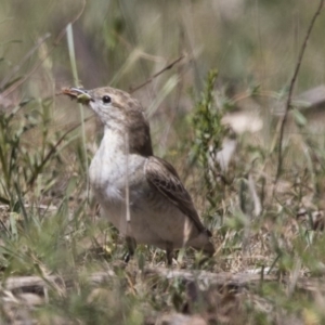 Lalage tricolor at Majura, ACT - 22 Nov 2017 09:27 AM