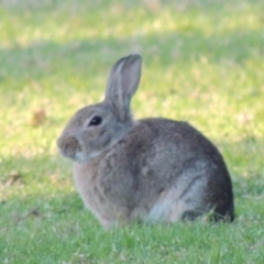 Oryctolagus cuniculus (European Rabbit) at Greenway, ACT - 29 Nov 2017 by michaelb