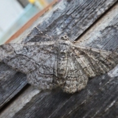Cleora displicata (A Cleora Bark Moth) at Wandiyali-Environa Conservation Area - 30 Nov 2017 by Wandiyali