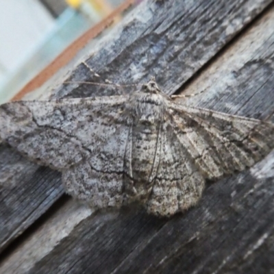 Cleora displicata (A Cleora Bark Moth) at Googong, NSW - 30 Nov 2017 by Wandiyali