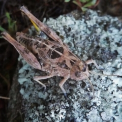 Perunga ochracea (Perunga grasshopper, Cross-dressing Grasshopper) at Wandiyali-Environa Conservation Area - 1 Dec 2017 by Wandiyali