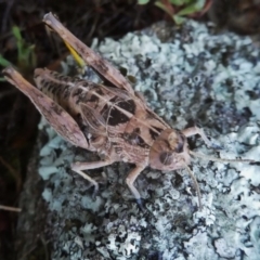 Perunga ochracea (Perunga grasshopper, Cross-dressing Grasshopper) at Googong, NSW - 2 Dec 2017 by Wandiyali