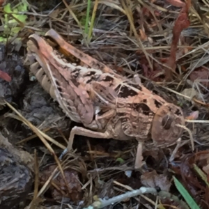 Perunga ochracea at Googong, NSW - 2 Dec 2017