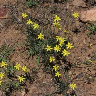 Tricoryne elatior (Yellow Rush Lily) at Gungahlin, ACT - 29 Nov 2017 by MaartjeSevenster