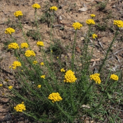 Chrysocephalum semipapposum (Clustered Everlasting) at Bonner, ACT - 29 Nov 2017 by MaartjeSevenster