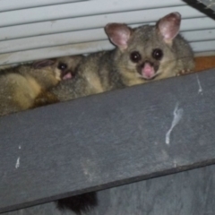 Trichosurus vulpecula (Common Brushtail Possum) at Fyshwick, ACT - 15 Dec 2011 by Christine