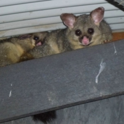 Trichosurus vulpecula (Common Brushtail Possum) at Jerrabomberra Wetlands - 15 Dec 2011 by Christine