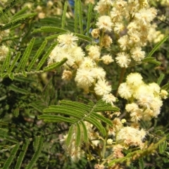 Acacia mearnsii (Black Wattle) at Mount Taylor - 29 Nov 2017 by MatthewFrawley