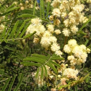 Acacia mearnsii at Kambah, ACT - 30 Nov 2017