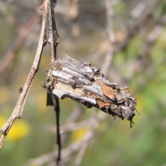 Psychidae (family) IMMATURE (Unidentified case moth or bagworm) at Kambah, ACT - 30 Nov 2017 by MatthewFrawley