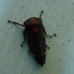 Eurymeloides lineata (Lined gumtree hopper) at Flynn, ACT - 23 Dec 2011 by Christine