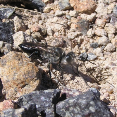 Sphex sp. (genus) (Unidentified Sphex digger wasp) at Mount Taylor - 29 Nov 2017 by MatthewFrawley