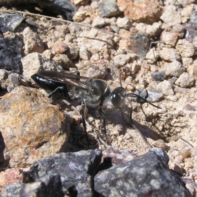 Sphex sp. (genus) (Unidentified Sphex digger wasp) at Kambah, ACT - 30 Nov 2017 by MatthewFrawley