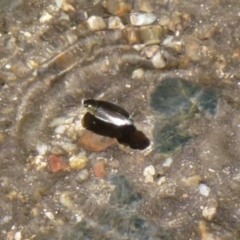 Gyrinidae sp. (family) (Unidentified whirligig beetle) at Paddys River, ACT - 29 Dec 2011 by Christine