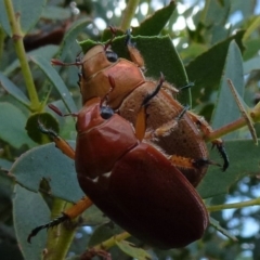 Anoplognathus sp. (genus) (Unidentified Christmas beetle) at Dunlop, ACT - 5 Jan 2012 by Christine