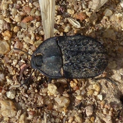 Helea ovata (Pie-dish beetle) at West Belconnen Pond - 8 Jan 2012 by Christine