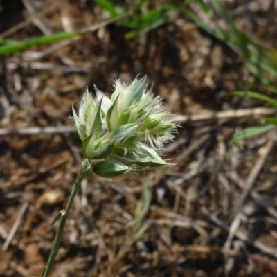 Rytidosperma carphoides (Short Wallaby Grass) at Reid, ACT - 29 Nov 2017 by JanetRussell