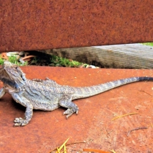 Pogona barbata at Wamboin, NSW - 24 Dec 2008