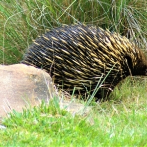 Tachyglossus aculeatus at Wamboin, NSW - 28 Jan 2012