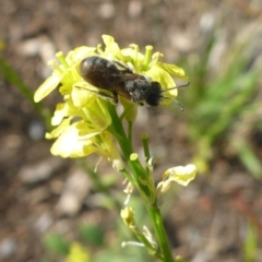Lasioglossum (Chilalictus) lanarium (Halictid bee) at Reid, ACT - 29 Nov 2017 by JanetRussell