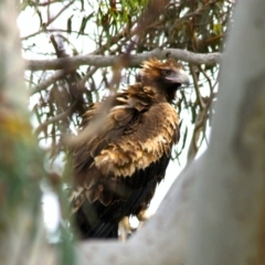 Aquila audax (Wedge-tailed Eagle) at Wamboin, NSW - 18 Nov 2016 by Varanus