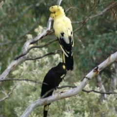 Zanda funerea (Yellow-tailed Black-Cockatoo) at Wamboin, NSW - 8 May 2007 by Varanus