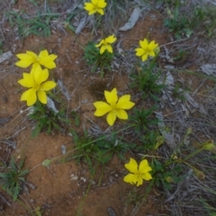 Goodenia pinnatifida at Reid, ACT - 29 Nov 2017 04:46 PM