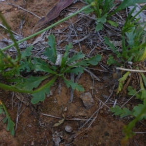 Goodenia pinnatifida at Reid, ACT - 29 Nov 2017 04:46 PM